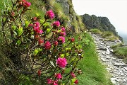 21 Rododendro rosso (Rhododendron ferrugineum) 